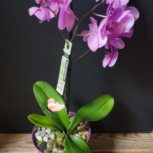 Orchid Flower Gift